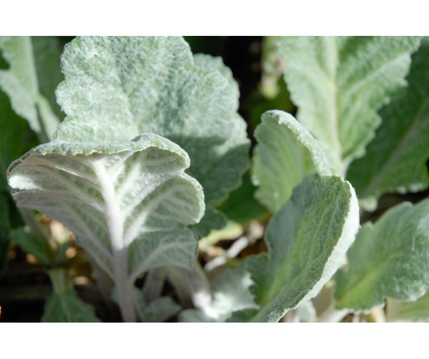 Silver Sage